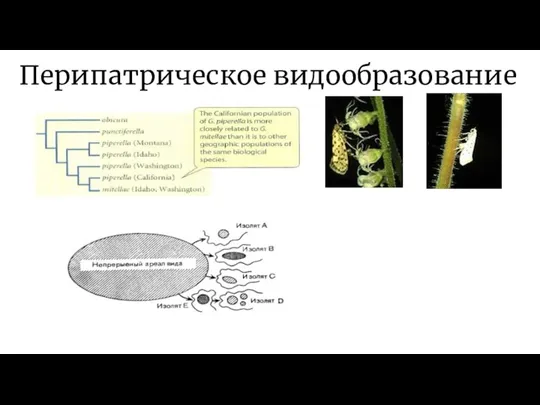 Перипатрическое видообразование