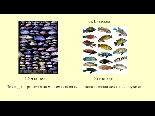 Цихлиды – различия во многом основаны на распознавании «своих» и