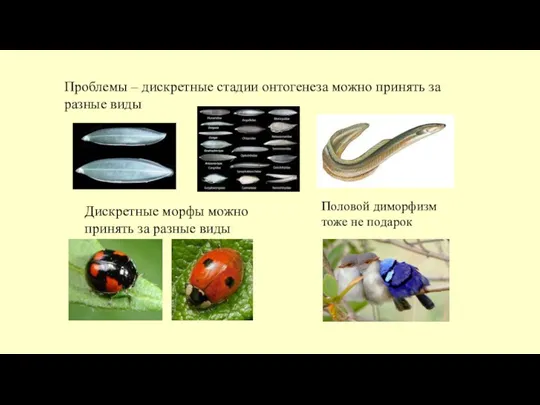 Проблемы – дискретные стадии онтогенеза можно принять за разные виды