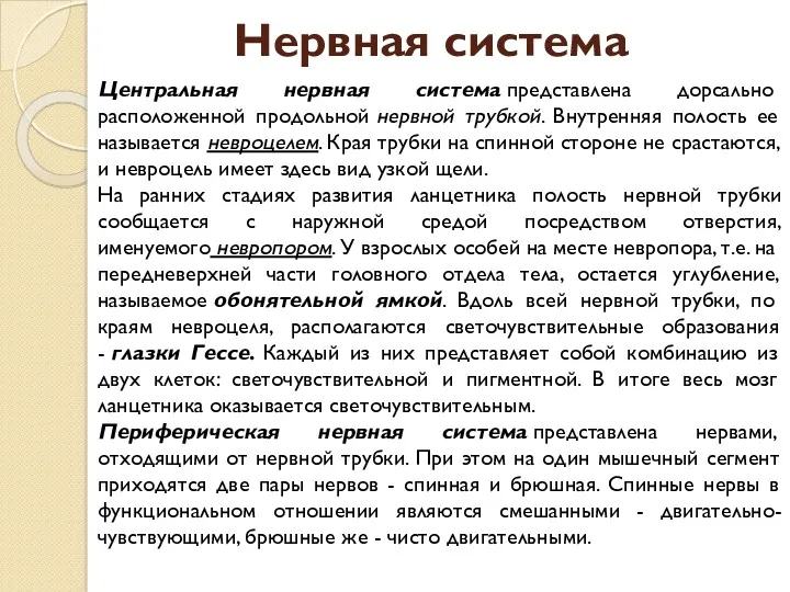 Нервная система Центральная нервная система представлена дорсально расположенной продольной нервной