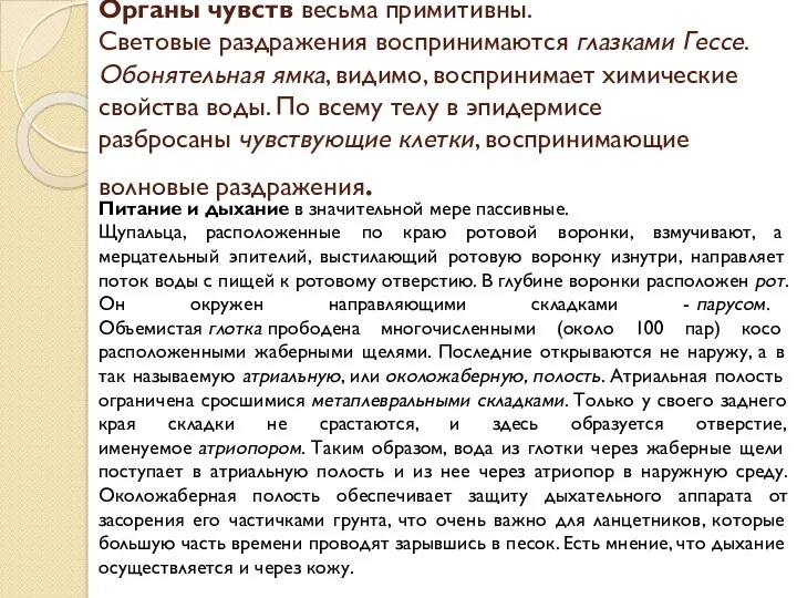 Органы чувств весьма примитивны. Световые раздражения воспринимаются глазками Гессе. Обонятельная ямка, видимо, воспринимает