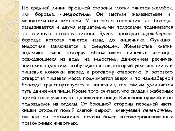 По средней линии брюшной стороны глотки тянется желобок, или борозда, - эндостиль. Он