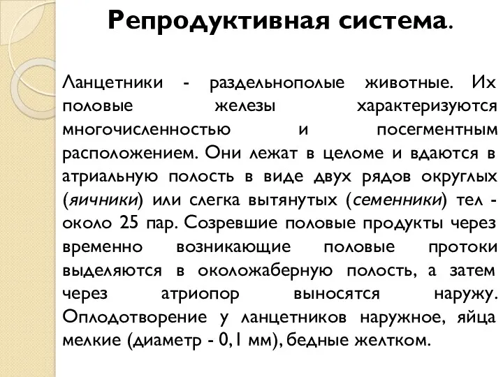 Репродуктивная система. Ланцетники - раздельнополые животные. Их половые железы характеризуются