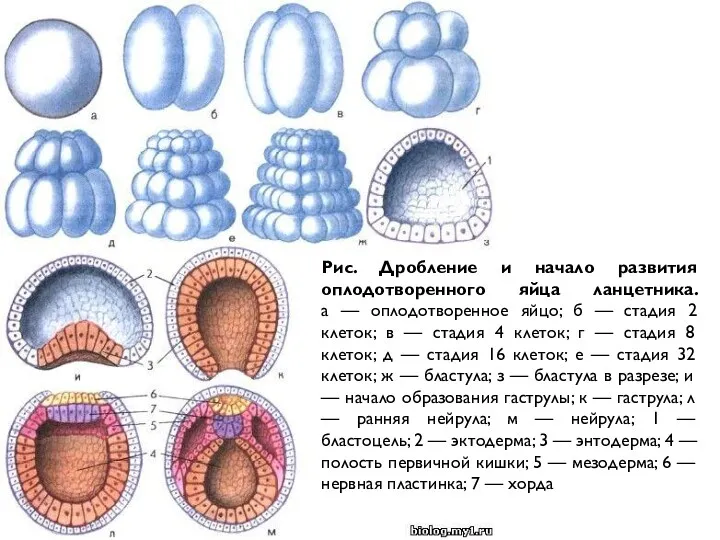 Рис. Дробление и начало развития оплодотворенного яйца ланцетника. а —