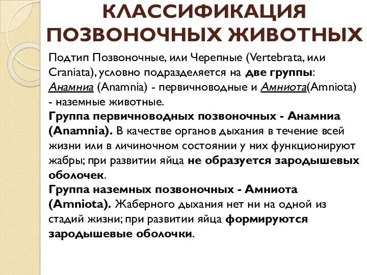 КЛАССИФИКАЦИЯ ПОЗВОНОЧНЫХ ЖИВОТНЫХ Подтип Позвоночные, или Черепные (Vertebrata, или Craniata),