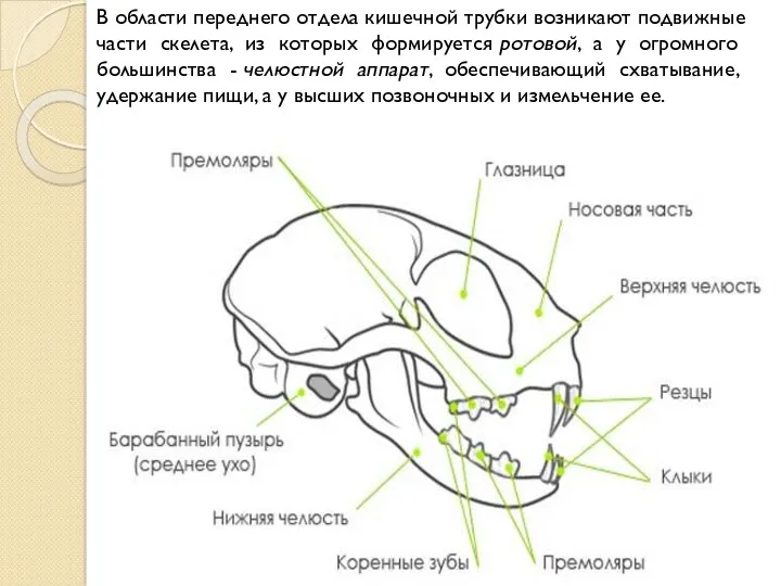 В области переднего отдела кишечной трубки возникают подвижные части скелета,