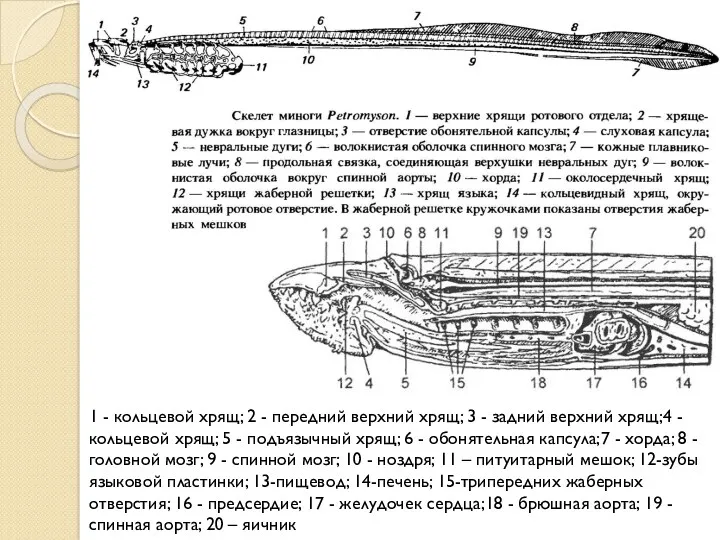 1 - кольцевой хрящ; 2 - передний верхний хрящ; 3 - задний верхний