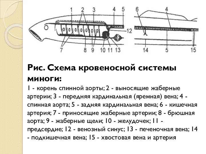 Рис. Схема кровеносной системы миноги: 1 - корень спинной аорты; 2 - выносящие