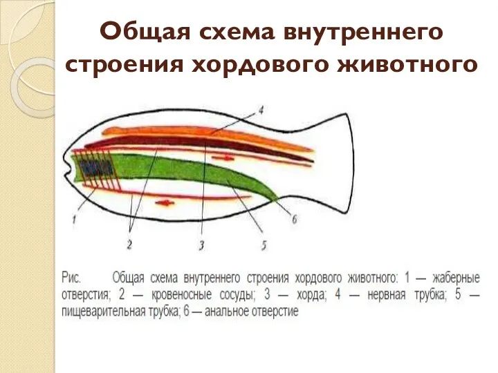 Общая схема внутреннего строения хордового животного