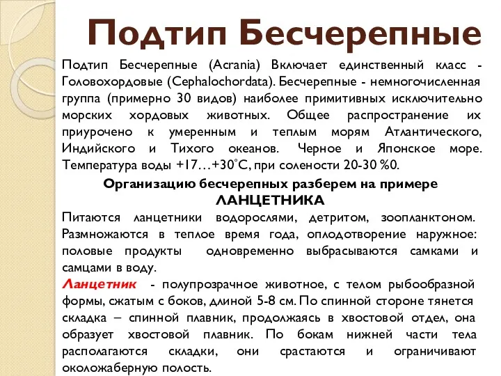 Подтип Бесчерепные Подтип Бесчерепные (Acrania) Включает единственный класс - Головохордовые