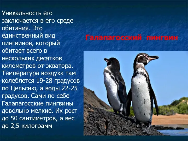 Галапагосский пингвин Уникальность его заключается в его среде обитания. Это