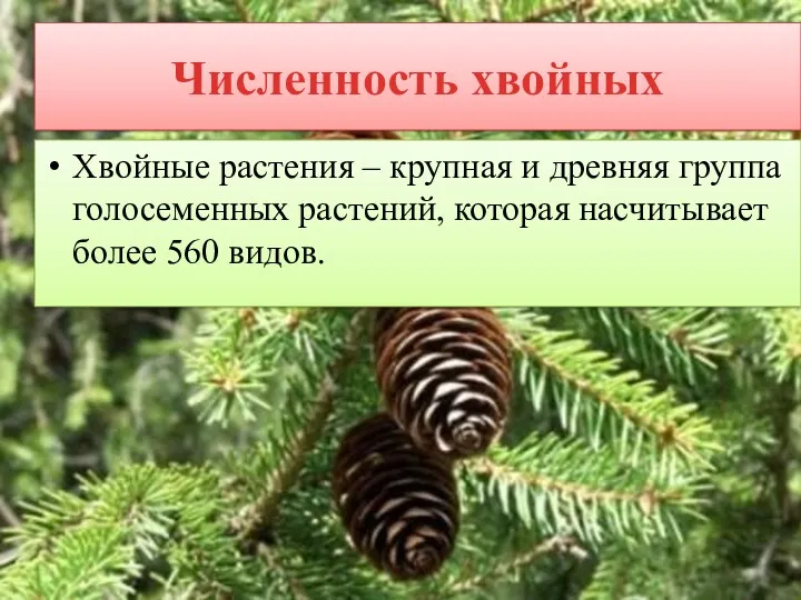 Численность хвойных Хвойные растения – крупная и древняя группа голосеменных растений, которая насчитывает более 560 видов.