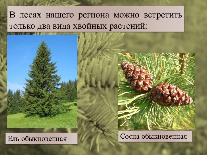 В лесах нашего региона можно встретить только два вида хвойных растений: Ель обыкновенная Сосна обыкновенная