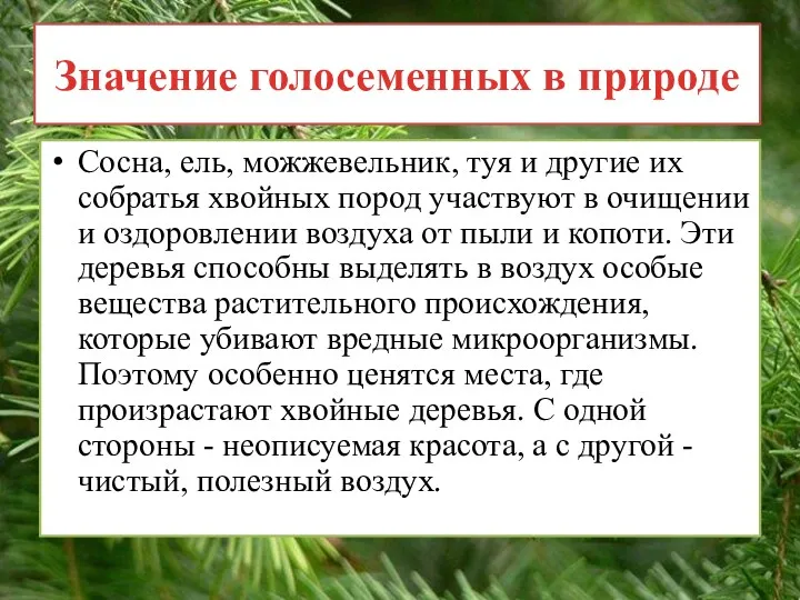 Значение голосеменных в природе Сосна, ель, можжевельник, туя и другие