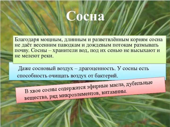 Даже сосновый воздух – драгоценность. У сосны есть способность очищать