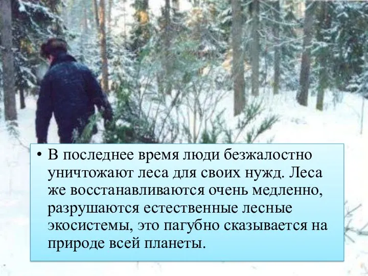 В последнее время люди безжалостно уничтожают леса для своих нужд.