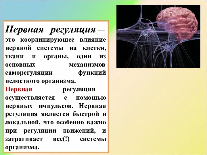 Нервная регуляция — это координирующее влияние нервной системы на клетки,