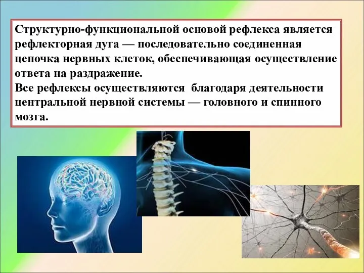 Структурно-функциональной основой рефлекса является рефлекторная дуга — последовательно соединенная цепочка