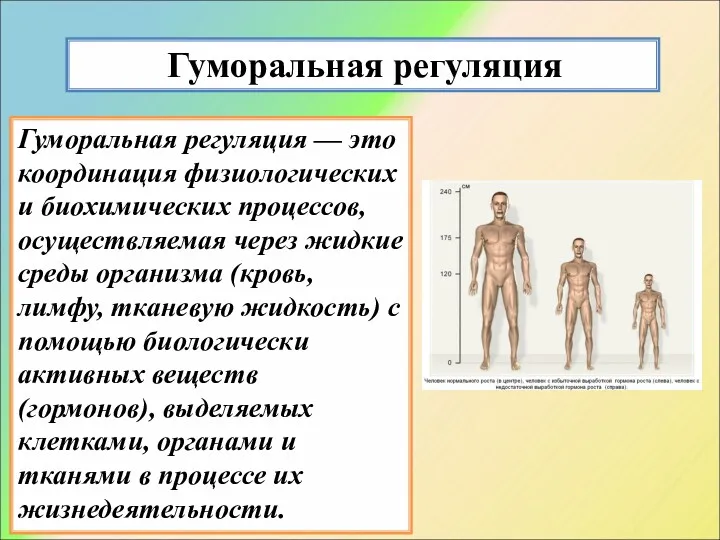 Гуморальная регуляция Гуморальная регуляция — это координация физиологических и биохимических