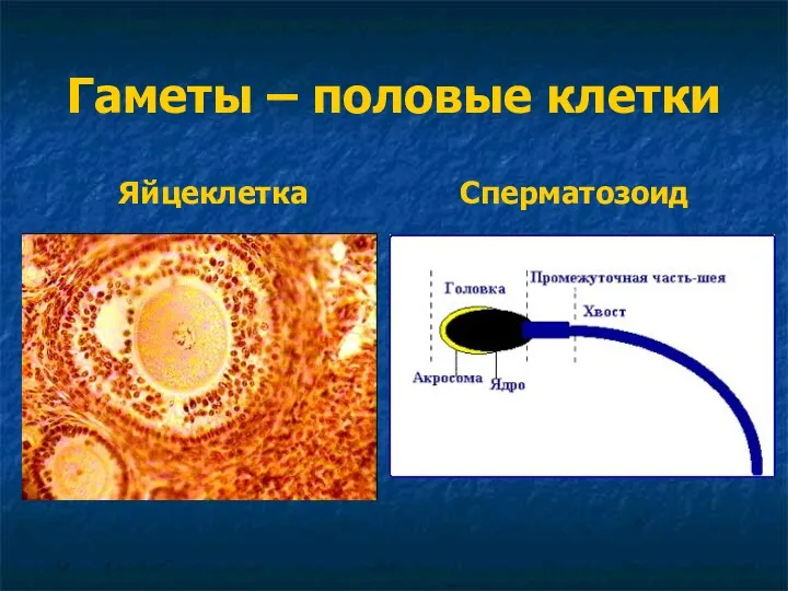 Гаметы – половые клетки Яйцеклетка Сперматозоид