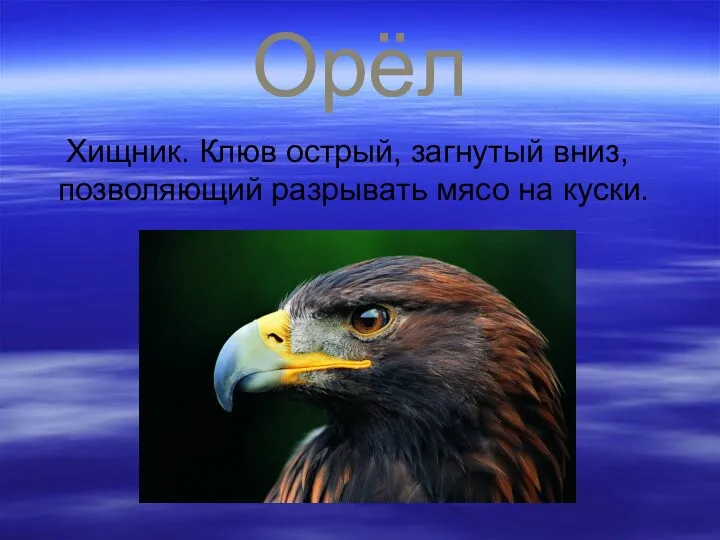 Орёл Хищник. Клюв острый, загнутый вниз, позволяющий разрывать мясо на куски.