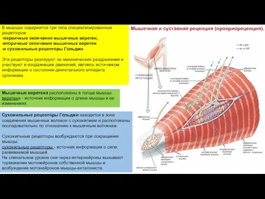 В мышцах содержится три типа специализированных рецепторов: -первичные окончания мышечных