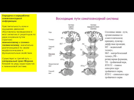 Передача и переработка соматосенсорной информации. Чувствительность кожи и ощущение движения