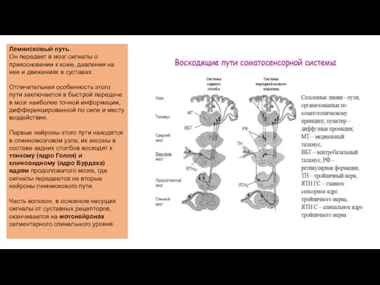 Лемнисковый путь. Он передает в мозг сигналы о прикосновении к