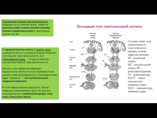 Проприоцептивная чувствительность передается в спинном мозге также по дорсальному спинно-мозжечковому,