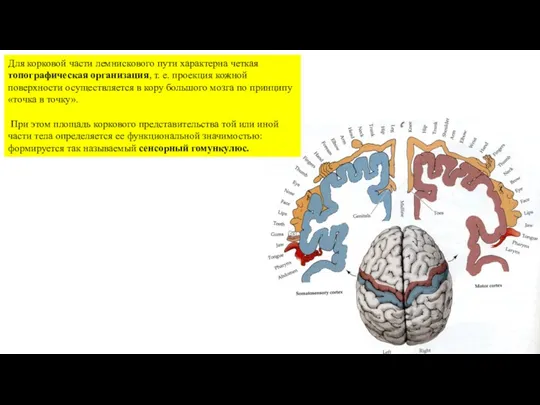 Для корковой части лемнискового пути характерна четкая топографическая организация, т.