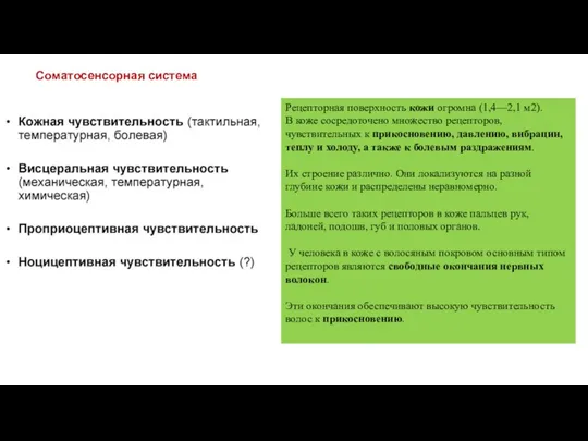 Соматосенсорная система Рецепторная поверхность кожи огромна (1,4—2,1 м2). В коже