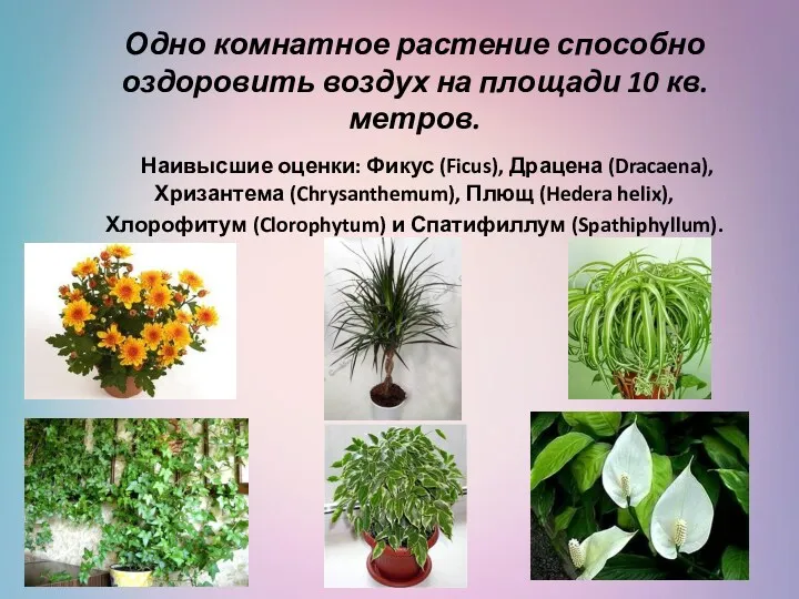 Одно комнатное растение способно оздоровить воздух на площади 10 кв.метров.