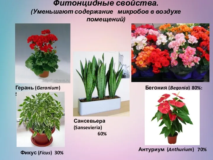 Фитонцидные свойства. (Уменьшают содержание микробов в воздухе помещений) Бегония 80%: (Begonia) Герань (Geranium)