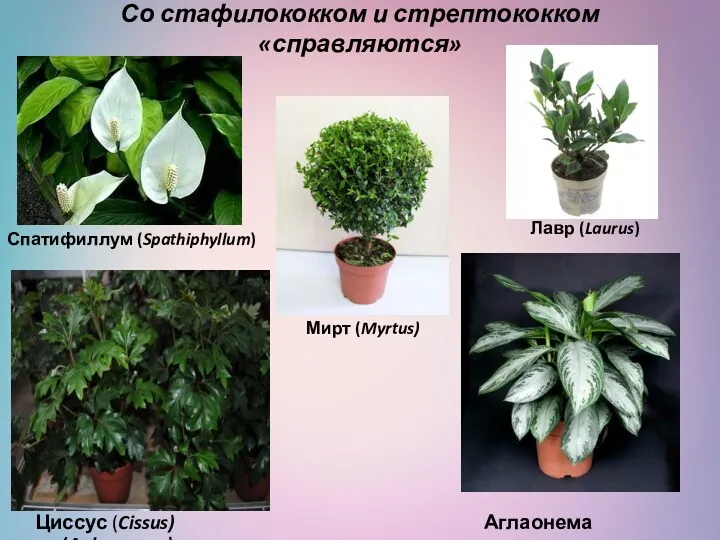 Со стафилококком и стрептококком «справляются» ) Циссус (Cissus) Аглаонема (Aglaonema) Мирт (Myrtus) Лавр (Laurus) Спатифиллум (Spathiphyllum)