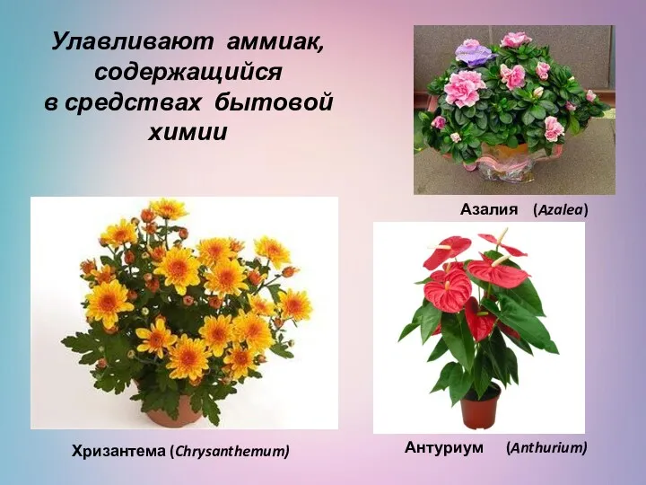 Улавливают аммиак, содержащийся в средствах бытовой химии Хризантема (Chrysanthemum) Антуриум (Anthurium) Азалия (Azalea)