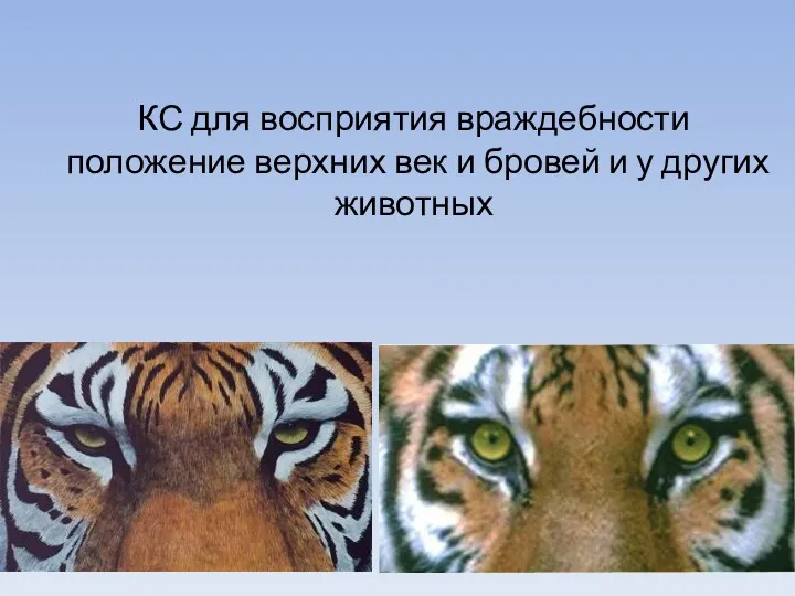 КС для восприятия враждебности положение верхних век и бровей и у других животных