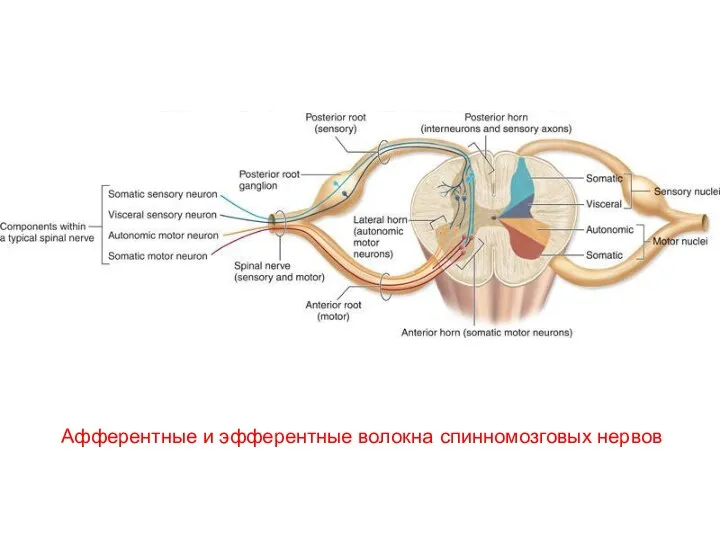 Афферентные и эфферентные волокна спинномозговых нервов