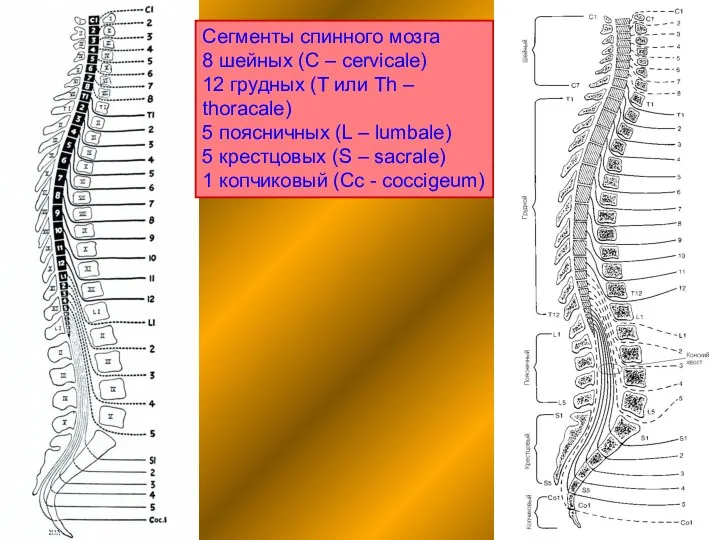 Сегменты спинного мозга 8 шейных (C – cervicale) 12 грудных