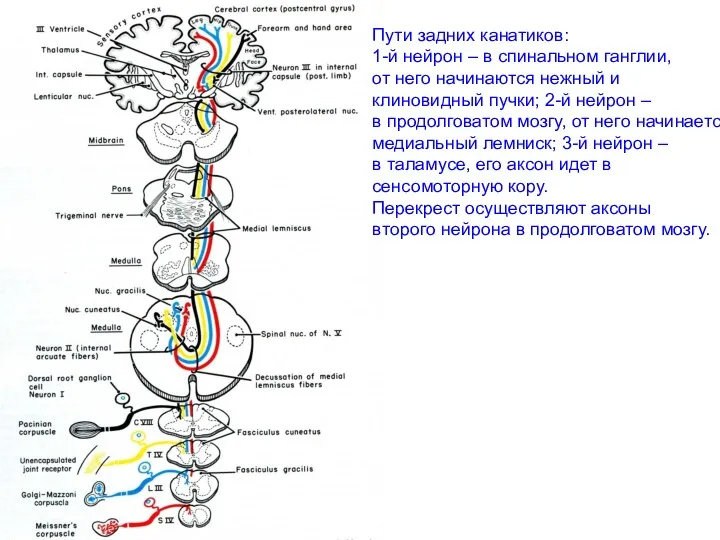 Пути задних канатиков: 1-й нейрон – в спинальном ганглии, от