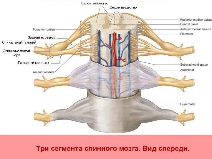 Три сегмента спинного мозга. Вид спереди. Спинномозговой нерв Задний корешок
