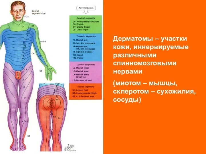 Дерматомы – участки кожи, иннервируемые различными спинномозговыми нервами (миотом – мышцы, склеротом – сухожилия, сосуды)