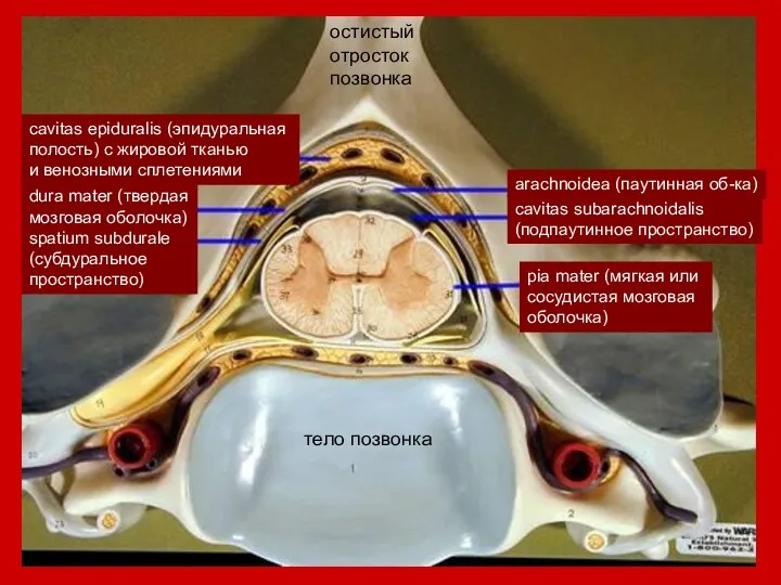 dura mater (твердая мозговая оболочка) spatium subdurale (субдуральное пространство) cavitas