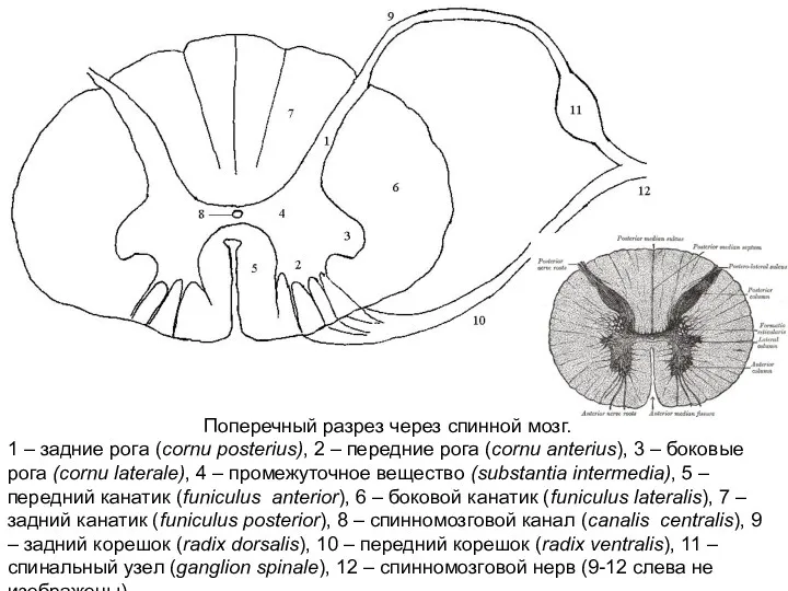 Поперечный разрез через спинной мозг. 1 – задние рога (cornu