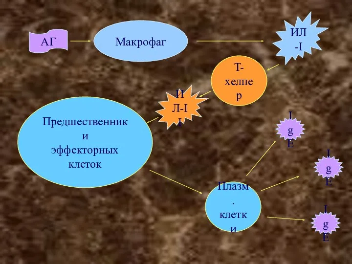 АГ Макрофаг ИЛ-I T-хелпер Предшественники эффекторных клеток ИЛ-II Плазм. клетки Ig E Ig E Ig E