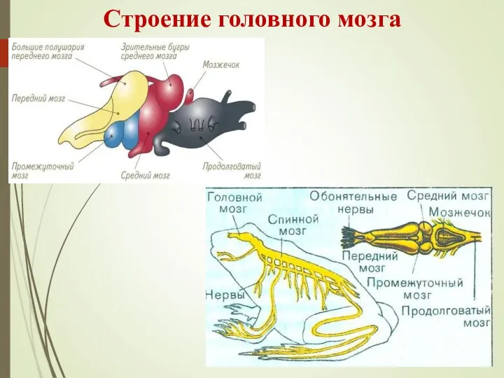 Строение головного мозга