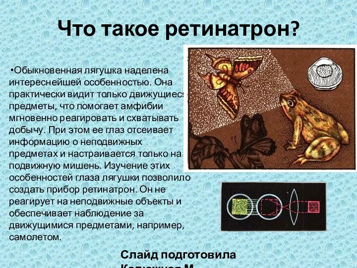 Что такое ретинатрон? Обыкновенная лягушка наделена интереснейшей особенностью. Она практически