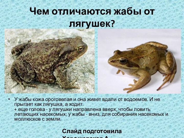 Чем отличаются жабы от лягушек? У жабы кожа ороговелая и