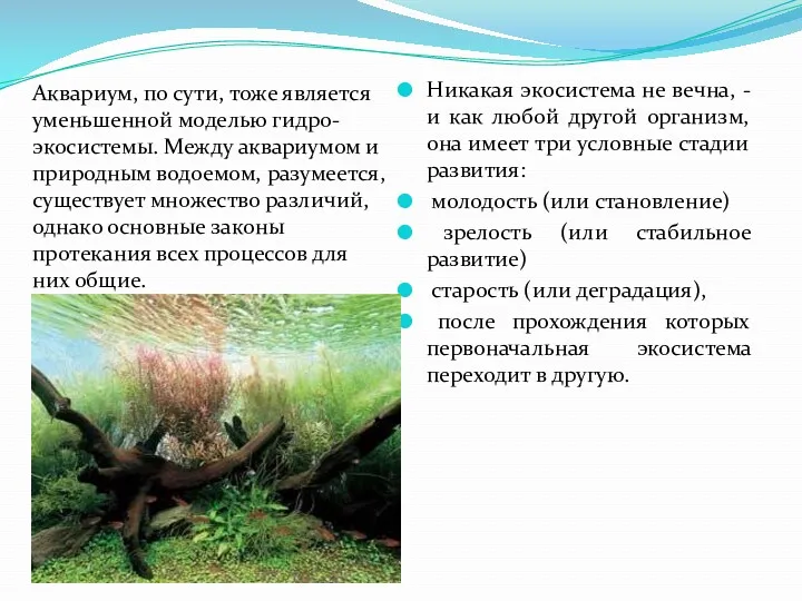 Аквариум, по сути, тоже является уменьшенной моделью гидро-экосистемы. Между аквариумом