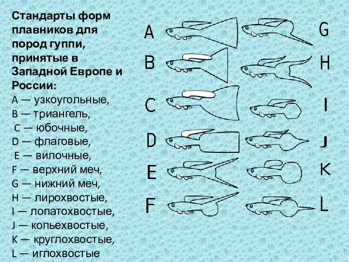 Стандарты форм плавников для пород гуппи, принятые в Западной Европе