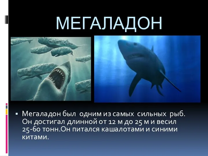 МЕГАЛАДОН Мегаладон был одним из самых сильных рыб.Он достигал длинной